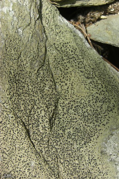 Rhizocarpon cinereovirens