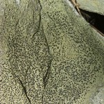 Rhizocarpon cinereovirens