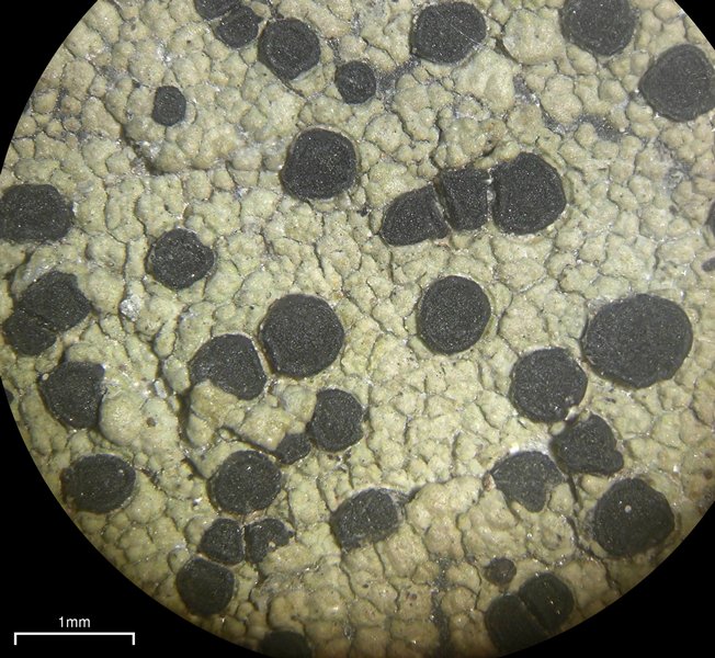 Rhizocarpon cinereovirens
