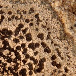 Rhizocarpon concentricum