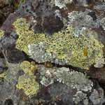Rhizocarpon cookeanum
