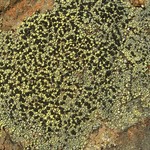 Rhizocarpon cookeanum