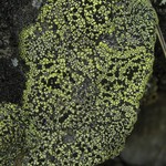 Rhizocarpon cookeanum