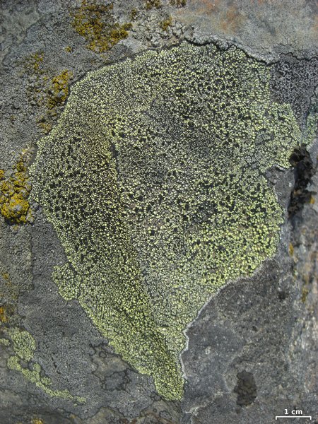 Rhizocarpon cookeanum