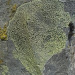 Rhizocarpon cookeanum
