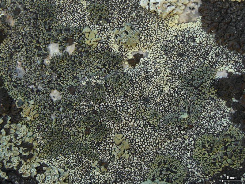 Rhizocarpon dimelaenae