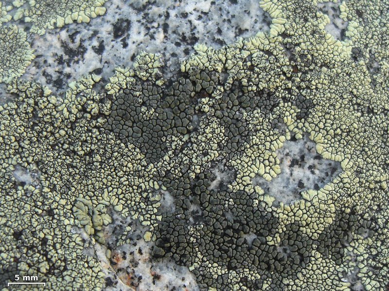 Rhizocarpon dimelaenae