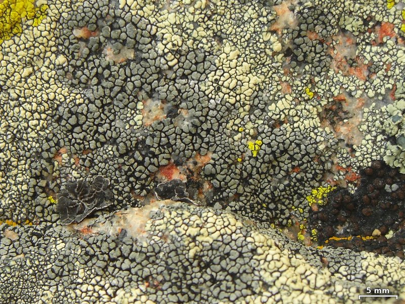Rhizocarpon dimelaenae