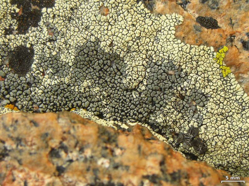 Rhizocarpon dimelaenae