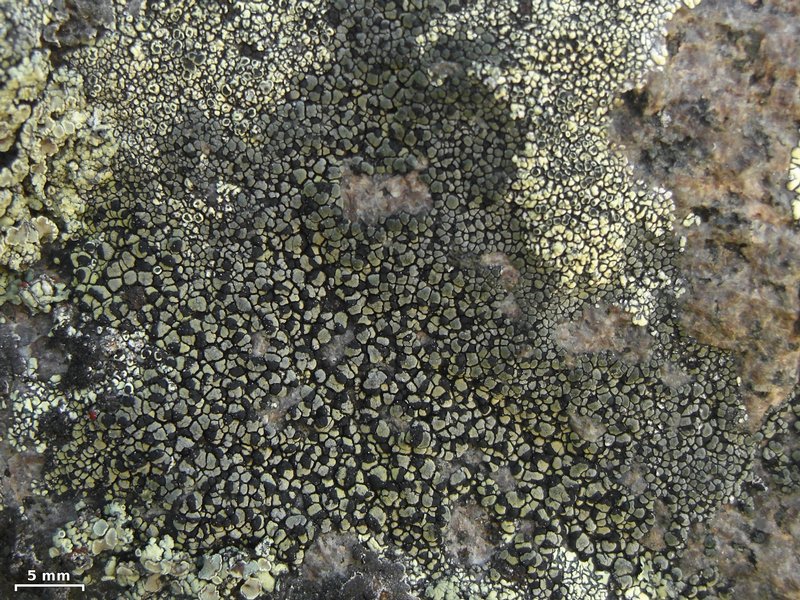 Rhizocarpon dimelaenae