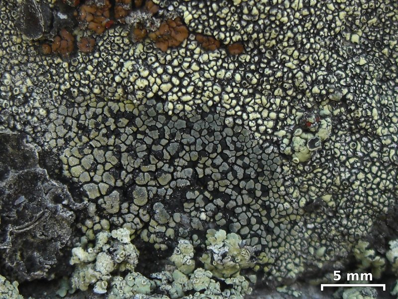 Rhizocarpon dimelaenae