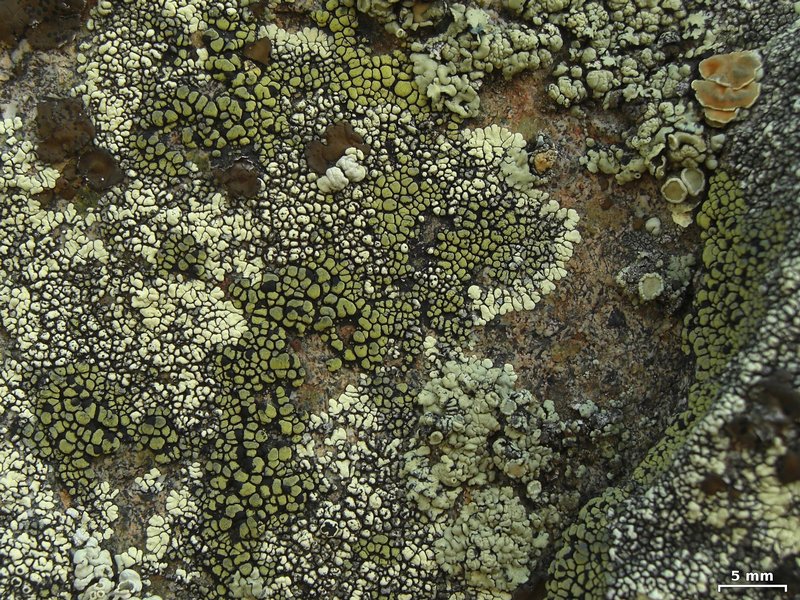 Rhizocarpon dimelaenae