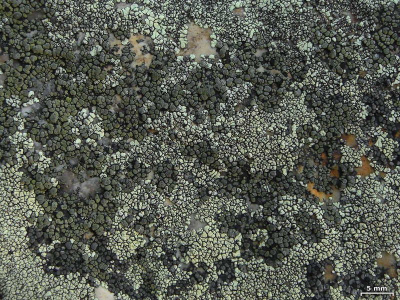 Rhizocarpon dimelaenae