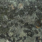 Rhizocarpon dimelaenae