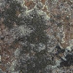 Rhizocarpon dimelaenae