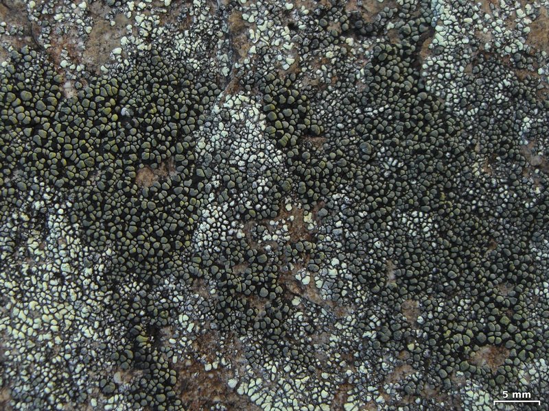Rhizocarpon dimelaenae