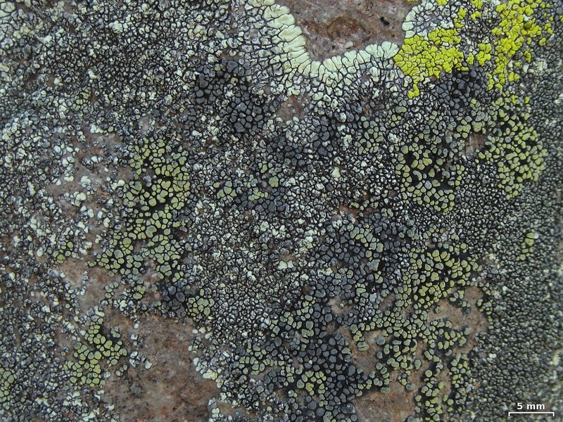 Rhizocarpon dimelaenae