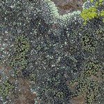 Rhizocarpon dimelaenae