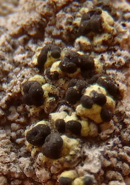 Rhizocarpon diploschistidinum
