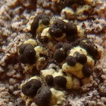 Rhizocarpon diploschistidinum
