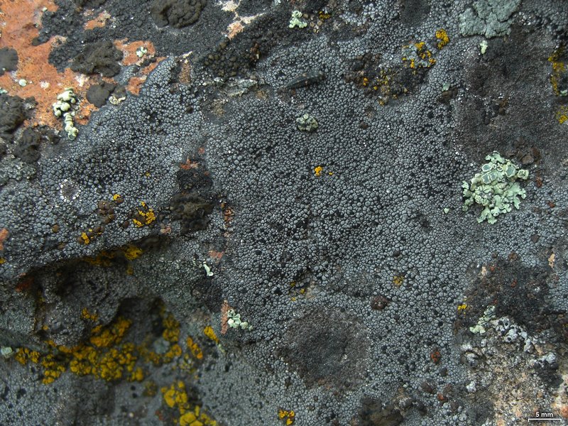 Rhizocarpon disporum