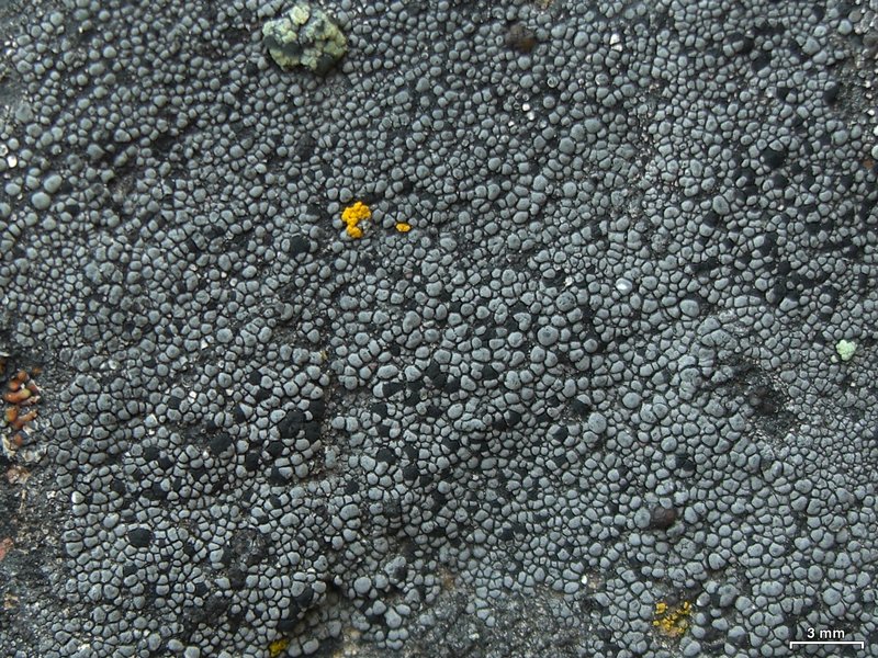 Rhizocarpon disporum