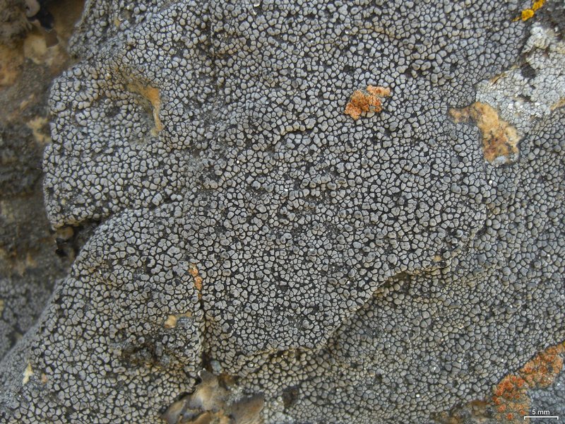 Rhizocarpon disporum