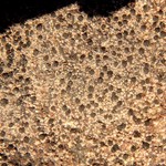 Rhizocarpon distinctum