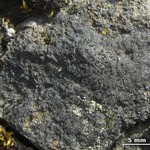 Rhizocarpon distinctum