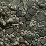Rhizocarpon distinctum