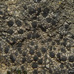 Rhizocarpon distinctum