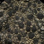 Rhizocarpon distinctum