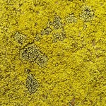 Rhizocarpon effiguratum
