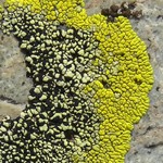 Rhizocarpon effiguratum