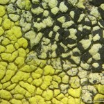 Rhizocarpon effiguratum