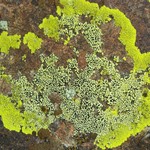 Rhizocarpon effiguratum