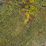 Rhizocarpon effiguratum
