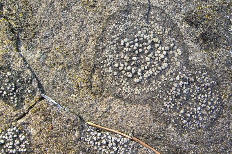 Rhizocarpon eupetraeum