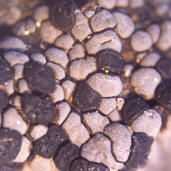 Rhizocarpon eupetraeum