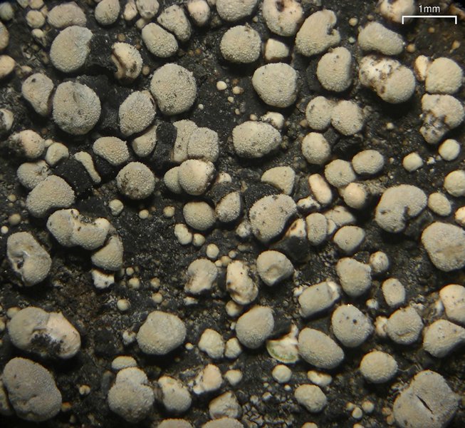 Rhizocarpon eupetraeum