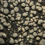 Rhizocarpon eupetraeum