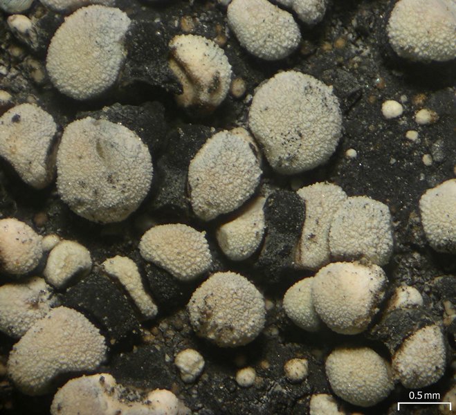 Rhizocarpon eupetraeum