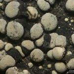 Rhizocarpon eupetraeum