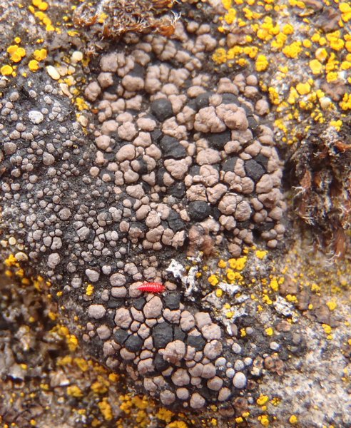 Rhizocarpon eupetraeum