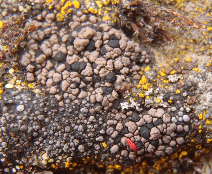 Rhizocarpon eupetraeum