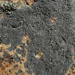Rhizocarpon geminatum