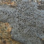 Rhizocarpon geminatum