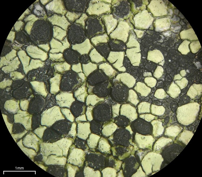 Rhizocarpon geographicum