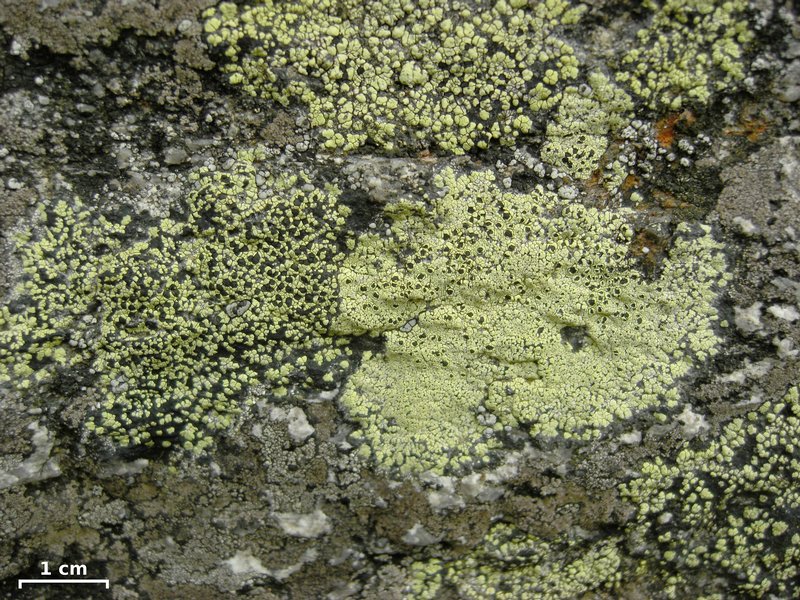 Rhizocarpon geographicum