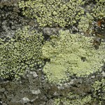 Rhizocarpon geographicum